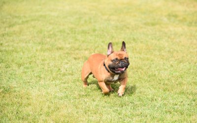 It’s a Dog Pawty! September 9