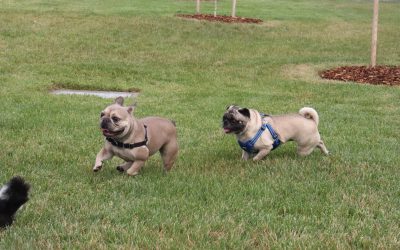 It’s the Ultimate Dog Pawty! Saturday, September 7